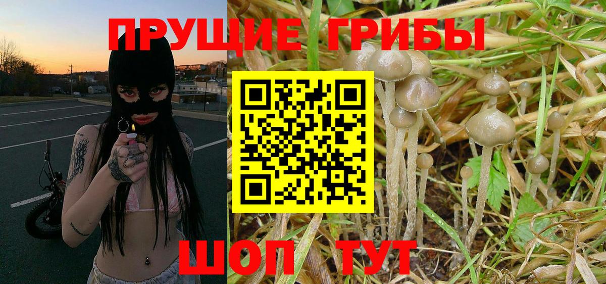 Галлюциногенные грибы Psilocybe  Вход с VPN  Менделеевск 